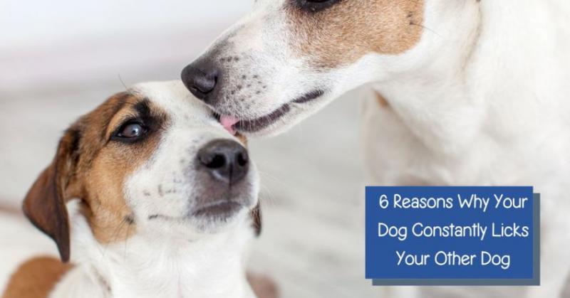 Dlaczego psy liżą sobie uszy? 6 najczęstszych powodów