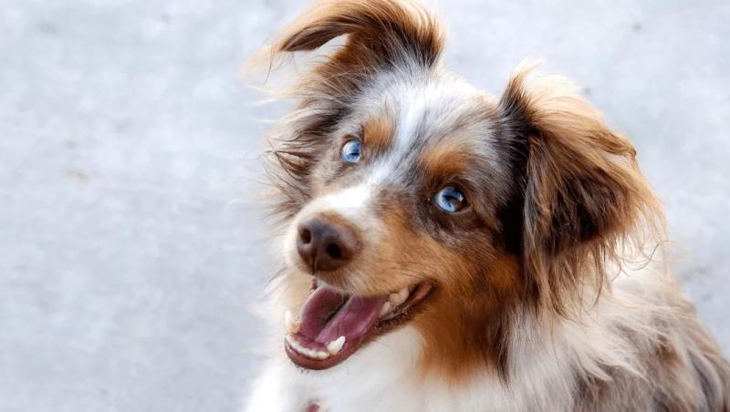 Owczarek australijski Red Merle: Fakty, pochodzenie i historia (ze zdjęciami)