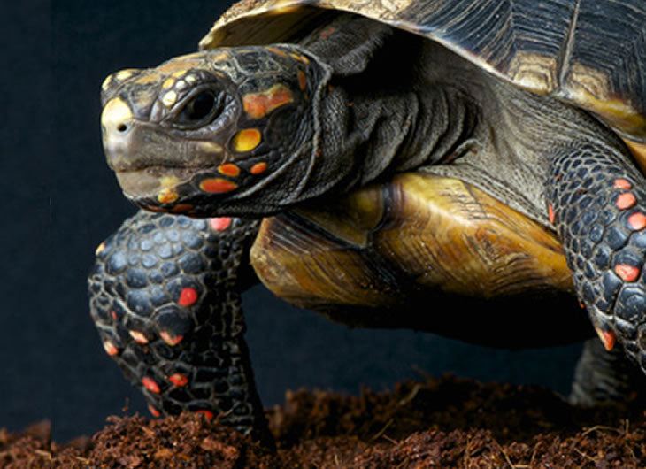10 najlepszych podłoży dla żółwi czerwonolicych w 2024 roku - recenzje i najlepsze propozycje