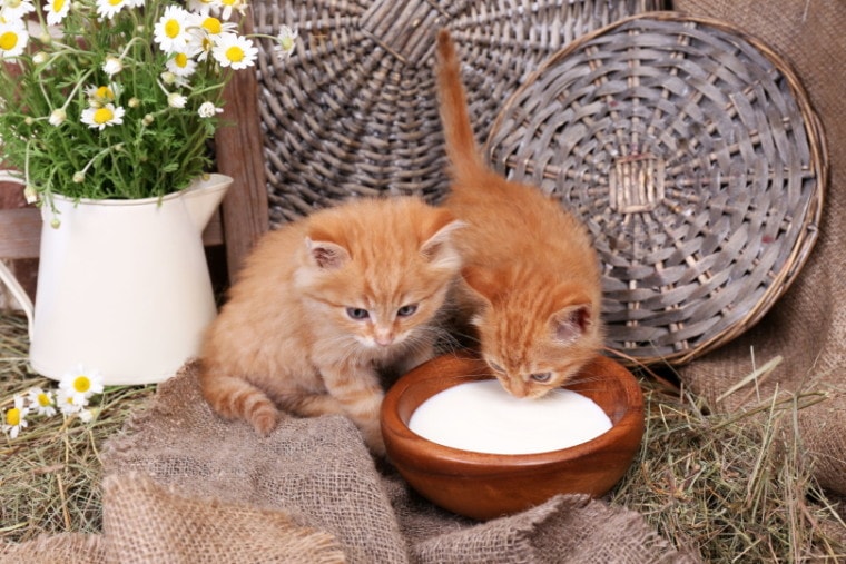 Co się stanie, jeśli koty spożyją laktozę?