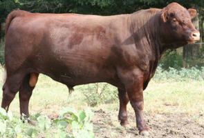 Szybkie fakty na temat rasy bydła Red Poll