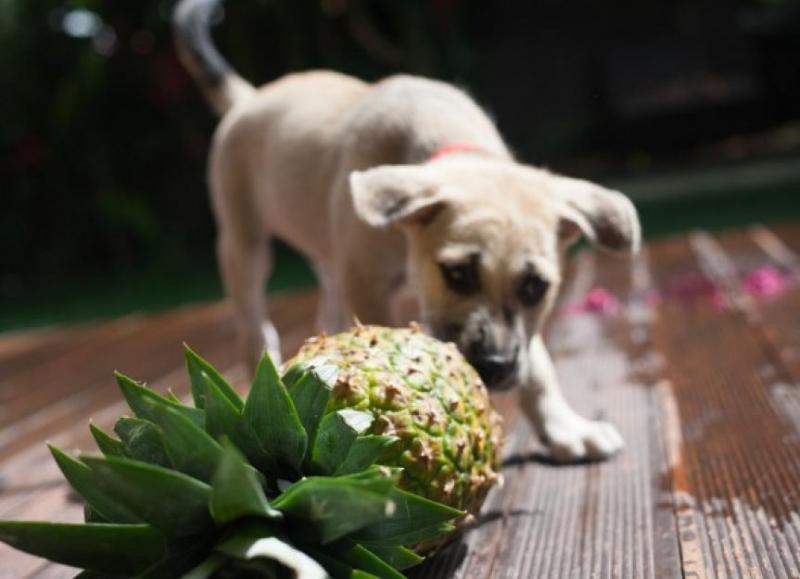 Czy psy mogą jeść ananasy? Fakty żywieniowe sprawdzone przez weterynarza & FAQ