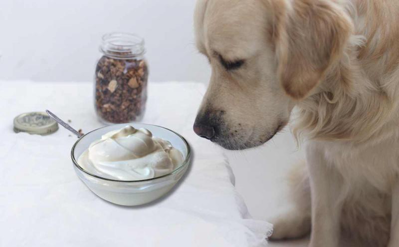 Czy psy mogą jeść jogurt grecki? Fakty potwierdzone przez weterynarza i najczęściej zadawane pytania