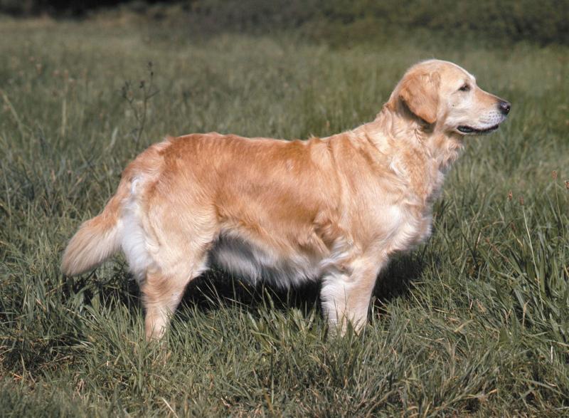 4. Płasko umaszczony czy Golden Retriever?