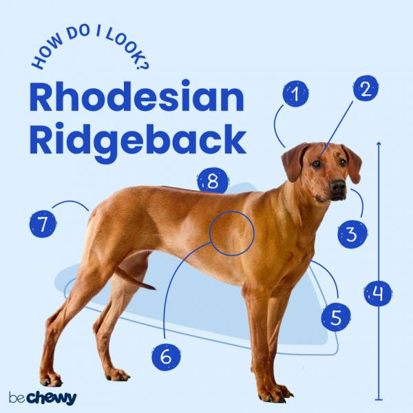 Porady pielęgnacyjne dla Rhodesian Ridgebacków