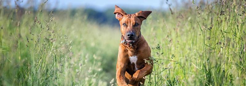 Rhodesian Border Collie Mix - charakterystyka