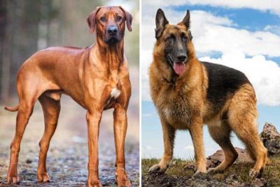 Przegląd Rhodesian Ridgeback