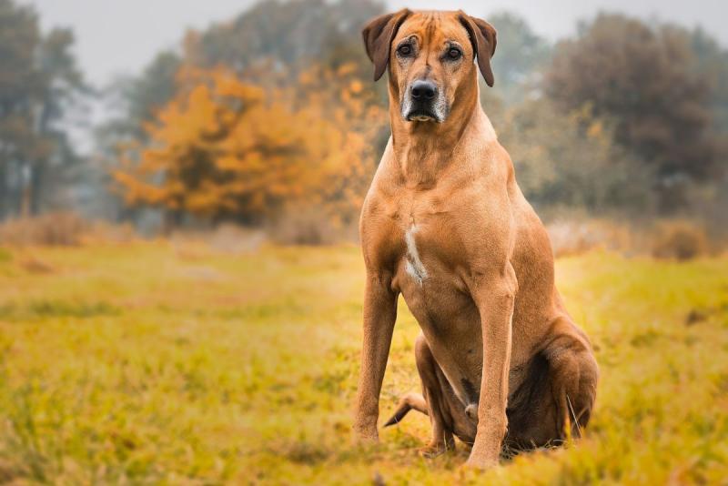 Rhodesian Ridgeback w porównaniu do innych zwierząt