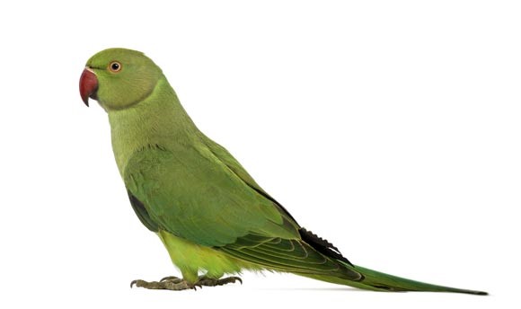 Afrykańska papużka falista: Fakty, dieta, pielęgnacja i zdjęcia