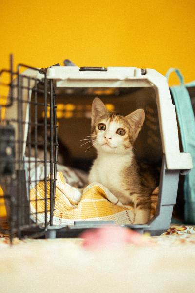 8 niezbędnych rzeczy na podróż z kotem: Nasz sprawdzony przez weterynarza przewodnik 2024