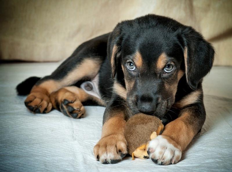 Bloodhound Rottweiler Mix: Pielęgnacja, zdjęcia, informacje i więcej