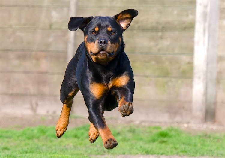 Czy rottweilery są inteligentniejsze od innych psów?