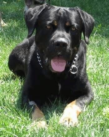 Rotticorso (Cane Corso Rottweiler Mix): Przewodnik, zdjęcia, pielęgnacja i więcej