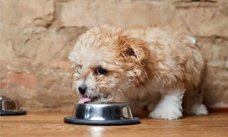 Jakie psy najlepiej radzą sobie z karmą z hydrolizowanym białkiem?