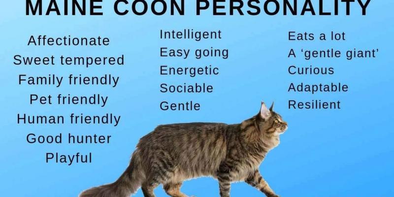 Informacje o rasie kotów Maine Coon: Zdjęcia, temperament i cechy