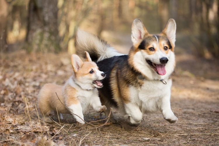 Kolory Pembroke Corgi