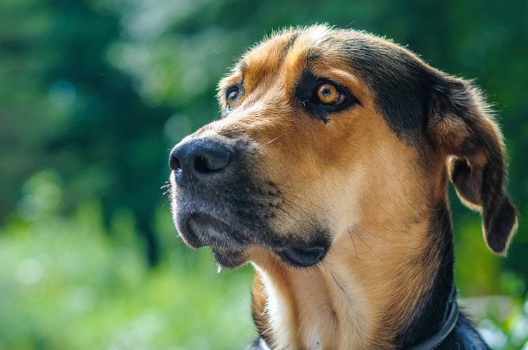 1. Golden Shepherd (Golden Retriever x German Shepherd Mix)