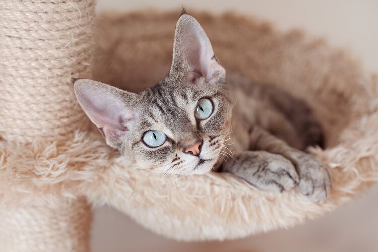 11 fascynujących faktów na temat oczu kota (o których nigdy nie wiedziałeś)