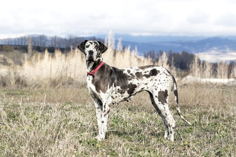 Jak duży może być dog niemiecki? Średnia waga i wykres wzrostu