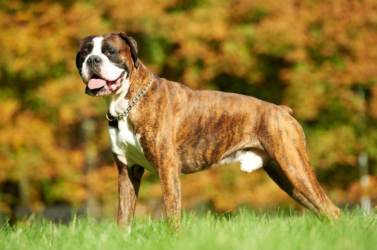 16. Bullboxer (bokser x Pitbull Terrier)