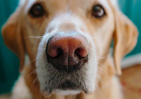 6 powodów, dla których mojemu psu cieknie z nosa