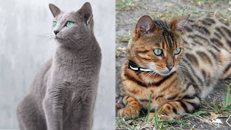 Charakterystyka kota rosyjskiego niebieskiego bengalskiego