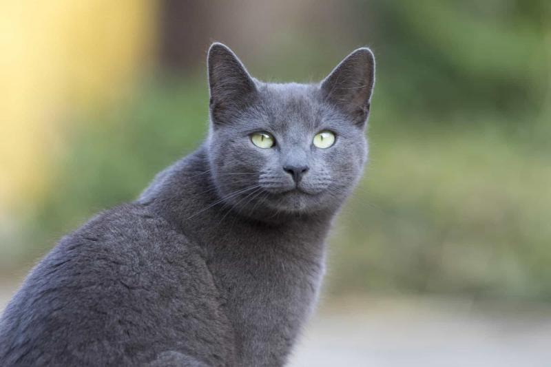 Co należy wiedzieć, posiadając kota rosyjskiego niebieskiego bengalskiego?