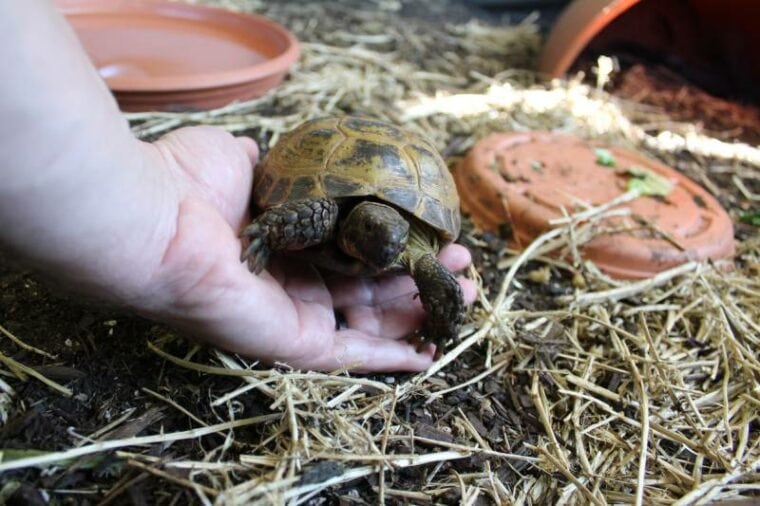 10 darmowych planów obudów dla żółwi, które możesz wykonać już dziś (ze zdjęciami)