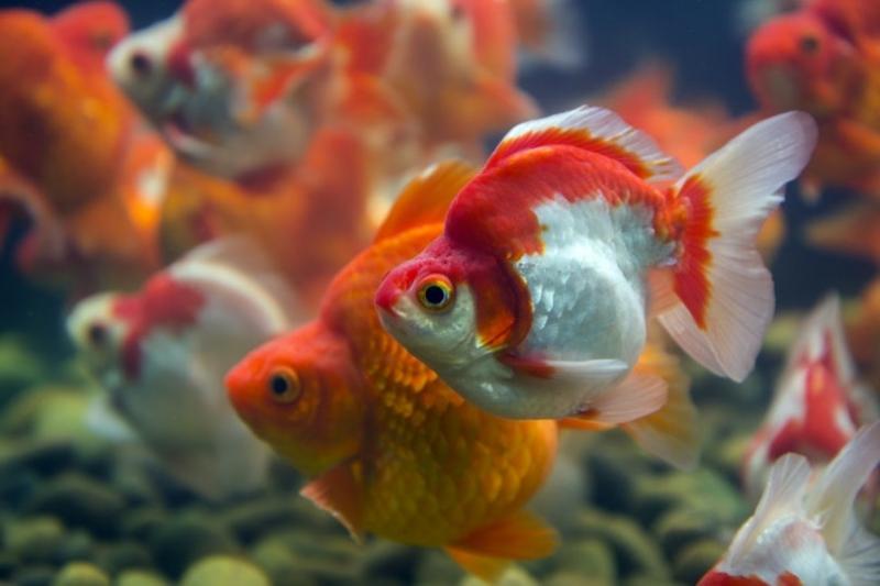 Czy złote rybki mogą żyć w wodzie z kranu? Fakty i najczęściej zadawane pytania