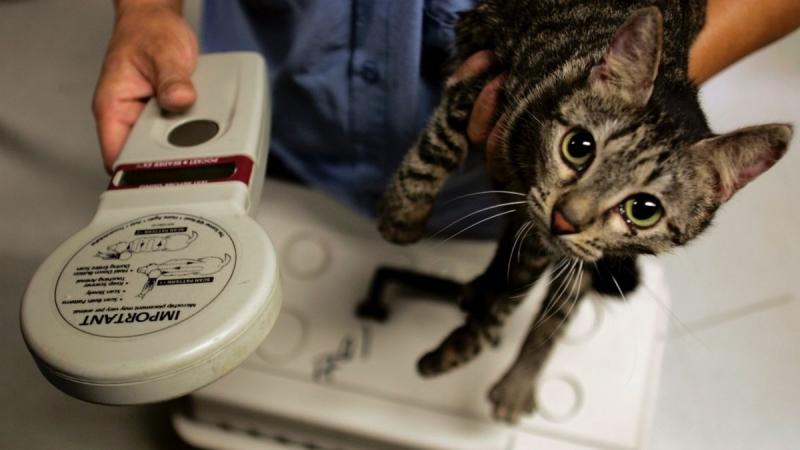 2. PetSafe Microchip Activated Cat Flap - najlepsza wartość