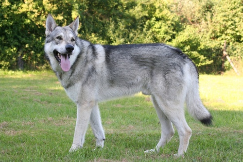 Przewodnik po rasie psów Saarloos Wolfdog: Informacje, zdjęcia, cechy i więcej!