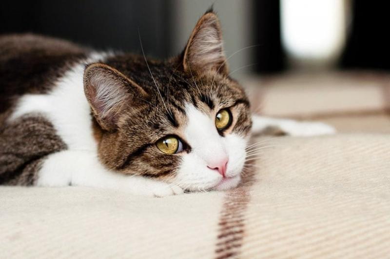 Czy koty mogą być samotne? Najczęstsze powody, oznaki i co robić