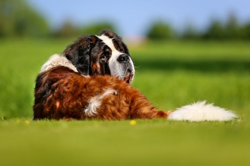 2. Appenzeller Sennenhund