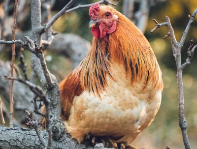 Czy kurczaki są inteligentne? Oto, co mówi nam nauka