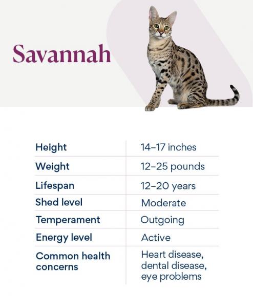 Co oznacza numer filialny kota savannah?