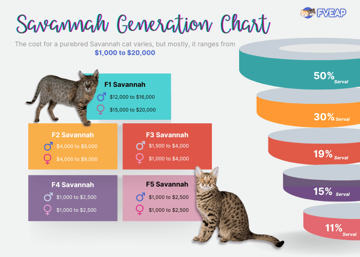 Oszczędzanie pieniędzy na opiece nad kotem Savannah