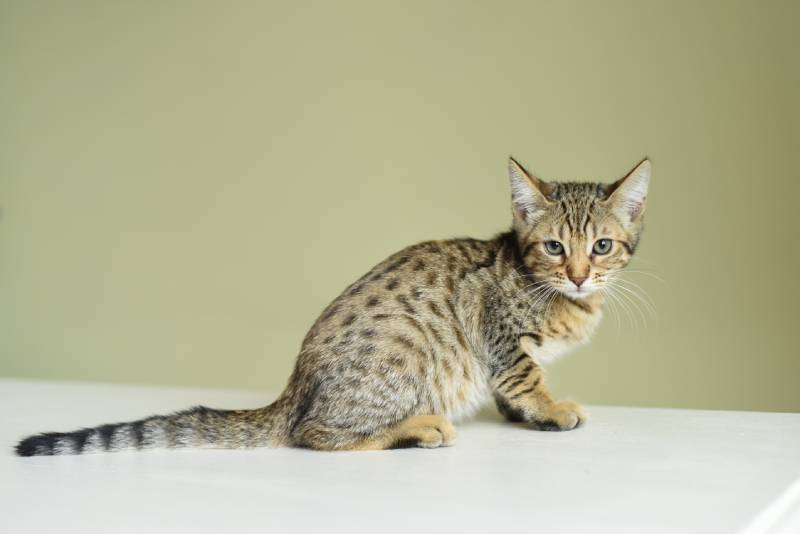 Czy kot F5 Savannah jest dobrym zwierzęciem domowym?