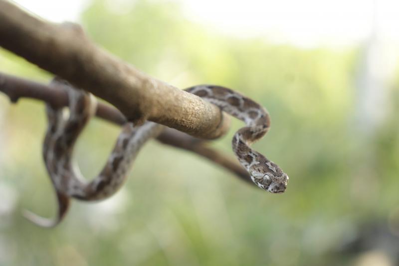 10 mitów i nieporozumień na temat węży: Czas przestać w nie wierzyć!
