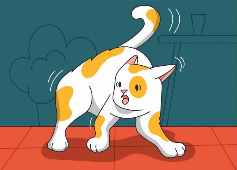 Dlaczego niektóre koty boją się głośnych dźwięków?