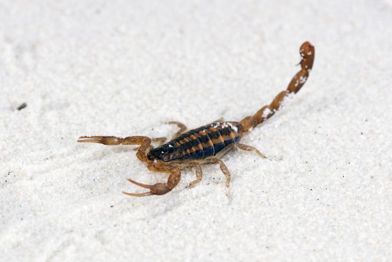 Czy w Pensylwanii występują skorpiony? Co należy wiedzieć