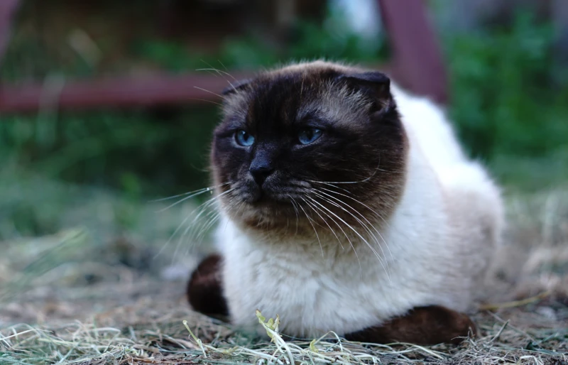 Scottish Fold Syjamski Mix Charakterystyka