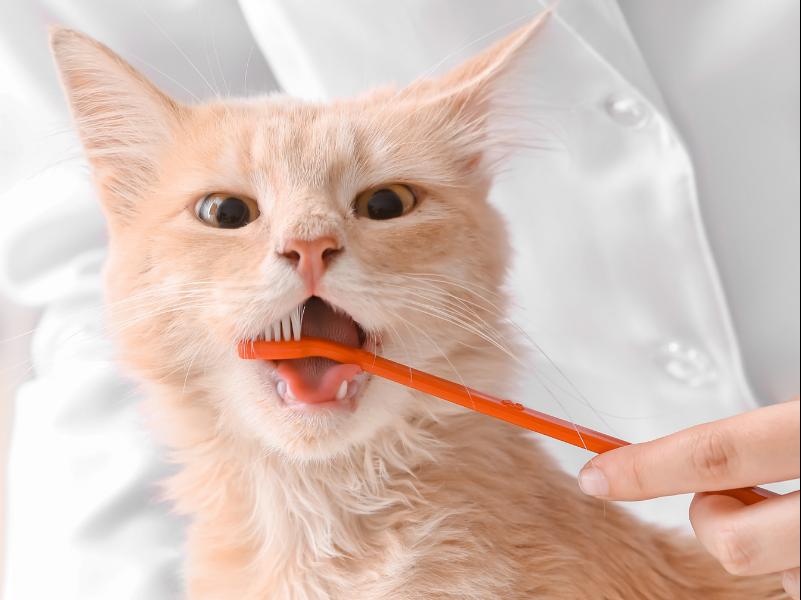 Dlaczego koty potrzebują opieki stomatologicznej?