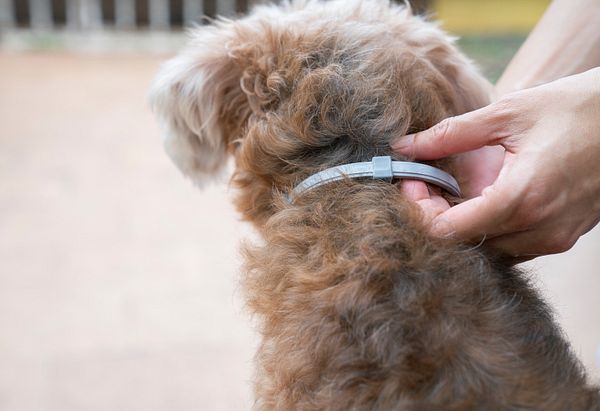 Bezpieczeństwo psa podczas korzystania z obroży przeciw pchłom