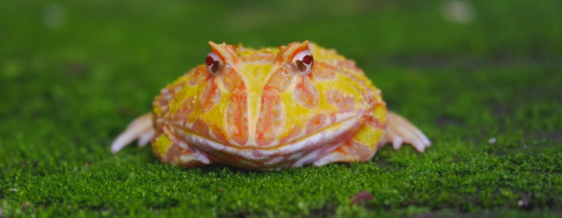 Czy żaby Albino Pacman są dobrymi zwierzętami domowymi?