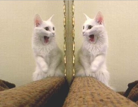 Dlaczego koty nie rozpoznają siebie w lustrze?