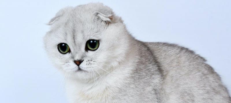 Informacje o rasie Scottish Fold: Zdjęcia, temperament i cechy