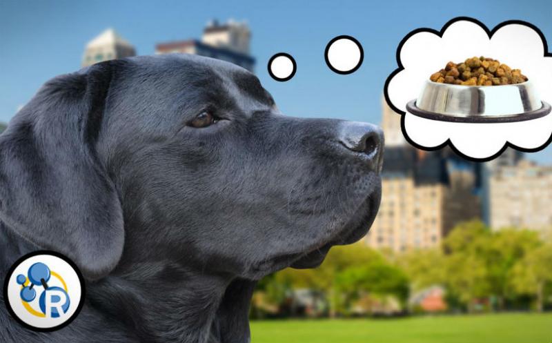 Co powoduje mokry zapach psa? Nauka, porady i najczęściej zadawane pytania