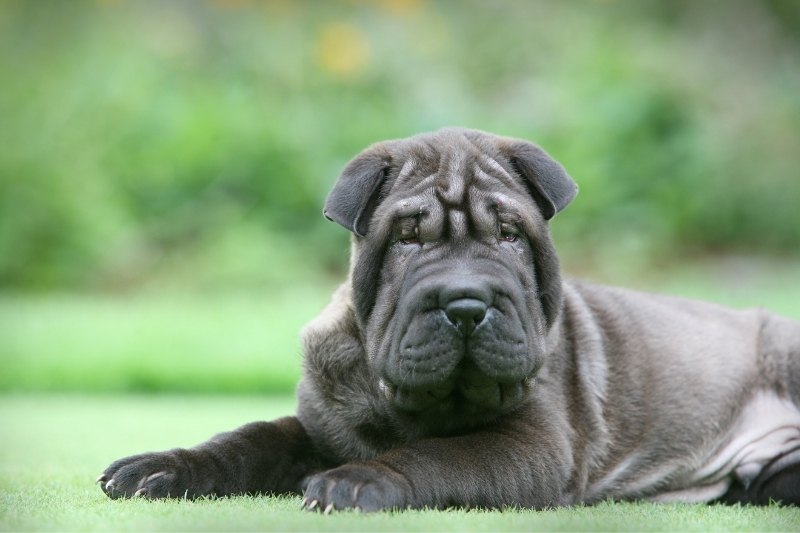 Czy Shar-Pei to odpowiednia rasa dla Ciebie?