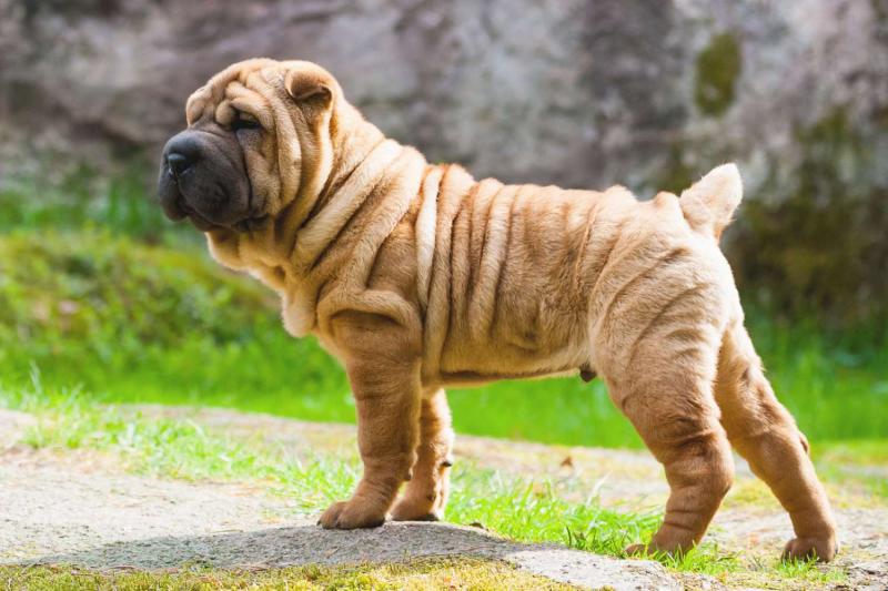 6. Shar Pei są 134. rasą uznaną przez Amerykański Związek Kynologiczny
