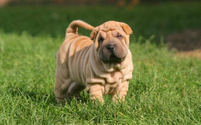 7 interesujących i zaskakujących faktów na temat Shar Pei